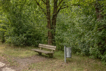 Lonely wooden bench beside a tree surrounded by lush green foliage and natural forest vegetation