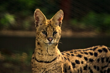 serval
