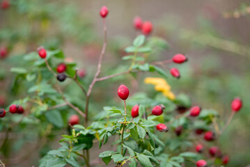 Close-up of Red Rose Hips on a Bush