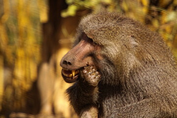baboon teeth