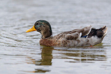 Mallard Duck Swimming in Calm Water
