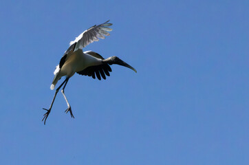 Wood Stork in flight