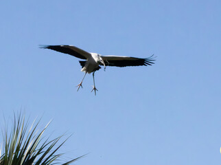 Wood Stork in flight