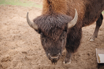 A large bison with thick fur and curved horns standing on sandy terrain, natural setting, showcasing wildlife strength and wilderness essence