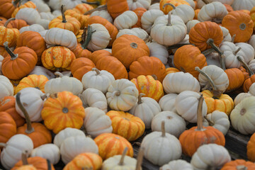 Pumpkin field at autumn harvest, many orange pumpkins on a farm