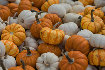 Pumpkin field at autumn harvest, many orange pumpkins on a farm