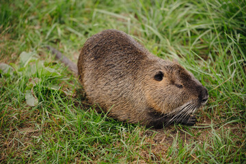 dark brown nutria sits on green grass