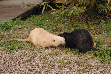 Two nutria rodents, one light and one dark, interacting on a grassy and pebbled surface outdoors,...