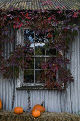 Old rustic window covered with red ivy leaves and surrounded by pumpkins on hay, capturing the charm of autumn countryside.