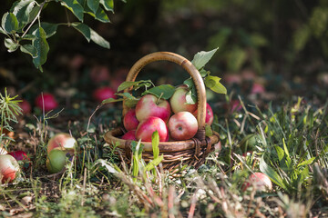 Basket of red aapples under an apple tree