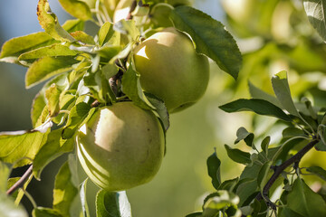 Green Apples on a Tree in Orchard