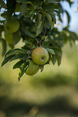 Green Apples on a Tree in Orchard
