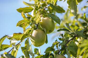 Green Apples on a Tree in Orchard