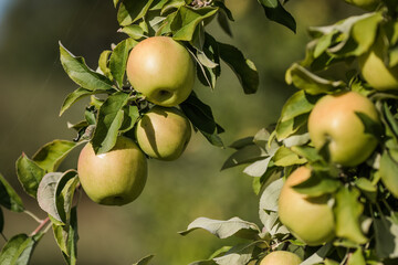 Green Apples on a Tree in Orchard
