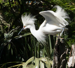 Snowy Egret in a tree