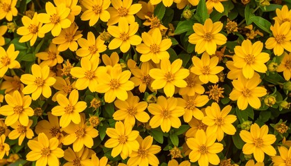 Close-up of a vibrant yellow flower bed.  Dense clusters of small, bright yellow flowers are arranged tightly together.  Green foliage is visible between the blossoms.  A textured floral carpet