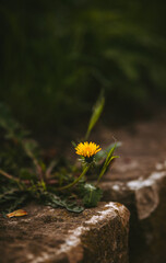 L&ouml;wenzahn am Stra&szlig;enrand