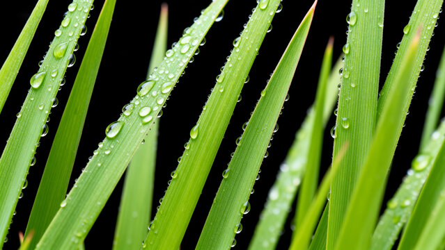Green grass blades with water droplets - Powered by Adobe
