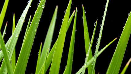 Green grass blades with water droplets