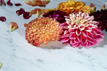 Red, yellow, and peach dahlias on white background
