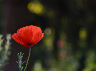 Joli coquelicot