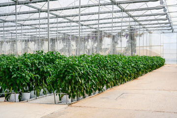 Rows upon rows of vibrant green bell pepper plants fill spacious greenhouse, hanging from the...