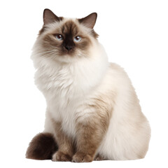 birman cat png sitting cat png blue eyes cat png fluffy cat png breed cat png transparent background image