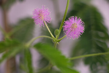 Obraz premium Close up of pink Mimosa pudica flower with delicate filaments and green leaves in soft natural background