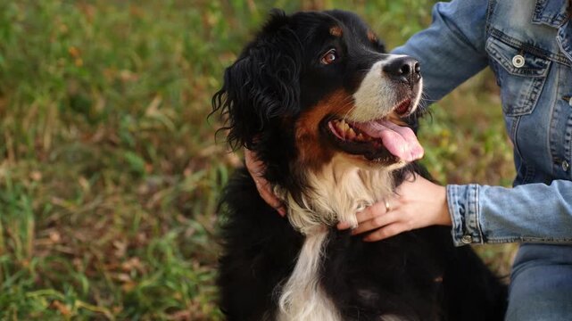 Cute Bernese Mountain Dog sits on grass with its tongue hanging out, sweltering in heat, its owner pities and pets it. Concepts pet walking, pet care, heat and animals
