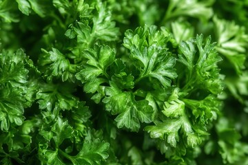 Fresh, Green Parsley Macro Close-Up of Herb Leaves, Culinary Ingredient, Healthy Food
