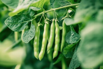 Fresh Green Bean Plant with Pods, Leaves and Stems, Close-up Natural Detail