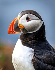 Close-up of a puffin's head and upper body, profile view