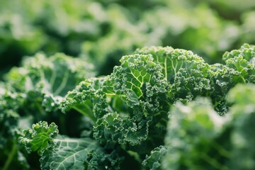 Close-up of Fresh, Green Curly Kale Leaves, Showing Texture and Detail, Healthy Food.