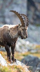Ibex on mountainside