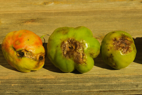 Tomato growing problems - Blossom end rot