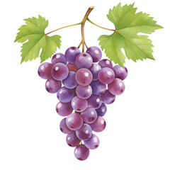 Fototapeta premium Bunch of grapes with green leaves, watercolor botanical illustration of purple fruit for Sukkot table