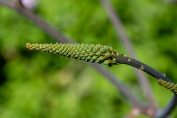 Aloe plant (Aloe Vera) flowering stalks