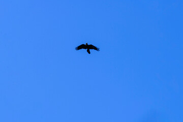 Australian Raven (Corvus coronoides)