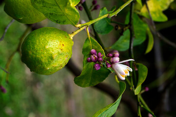 Lemon Blossom and Fruit