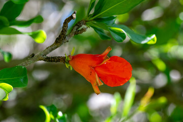 Pomegranate (Punica granatum) flower blooming