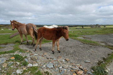 Davidstow world war 2 airfield cornwall uk 
