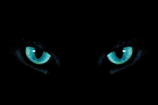 Intense turquoise cat eyes glowing in the dark mysterious and captivating perfect for suspenseful designs - Powered by Adobe