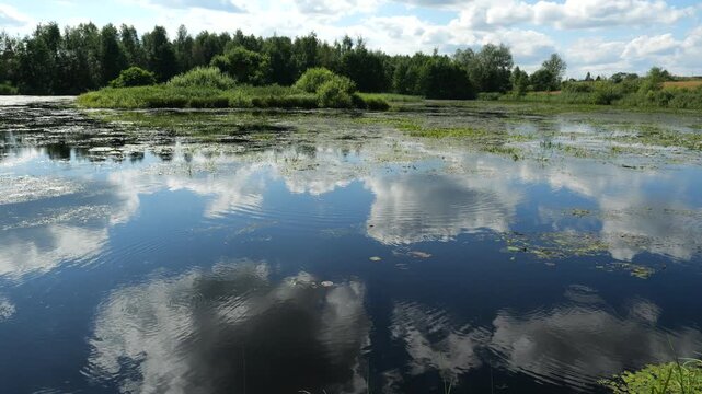 Panorama of picturesque landscape with pond overgrown with duckweed reflecting clouds on sunny summer day, Pskov region of Russia 