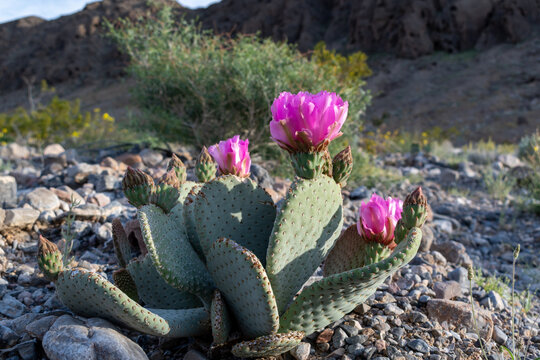 Blooming Beavertail Cactus in Rocky Terrain, Hole in the Wall Road, Death Valley National Park