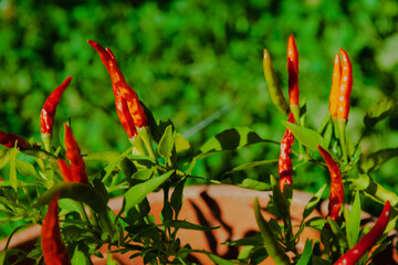 Hot peppers. Detail of the fresh fruit.