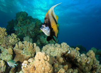 A butterflyfish moves calmly over the reef full of brown-colored hard corals, near the surface