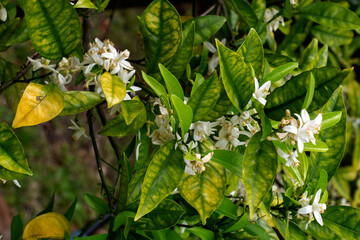 Sweet lemon tree (Citrus limetta)