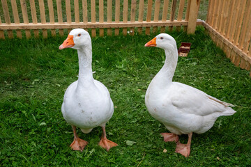 geese on the grass, Switzerland