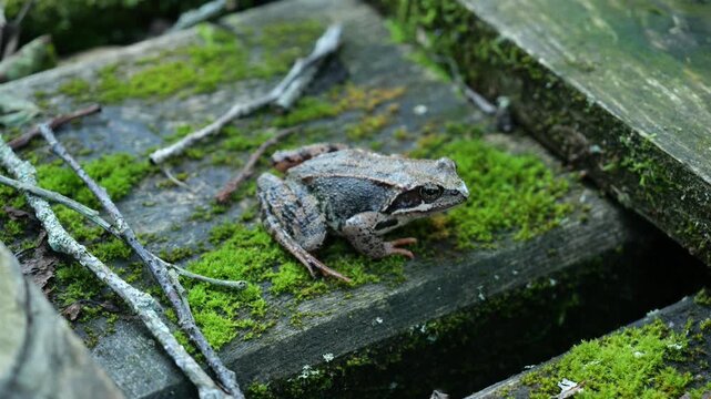 The moor frog (Rana arvalis) semiaquatic amphibian in natural habitat