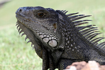 Close-Up Of A Spiny Iguana With Open Mouth And Sharp Spines On Green Background